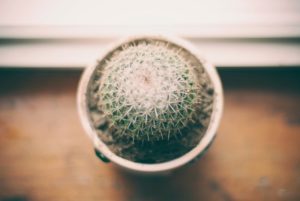 cactus - got a prickly problem